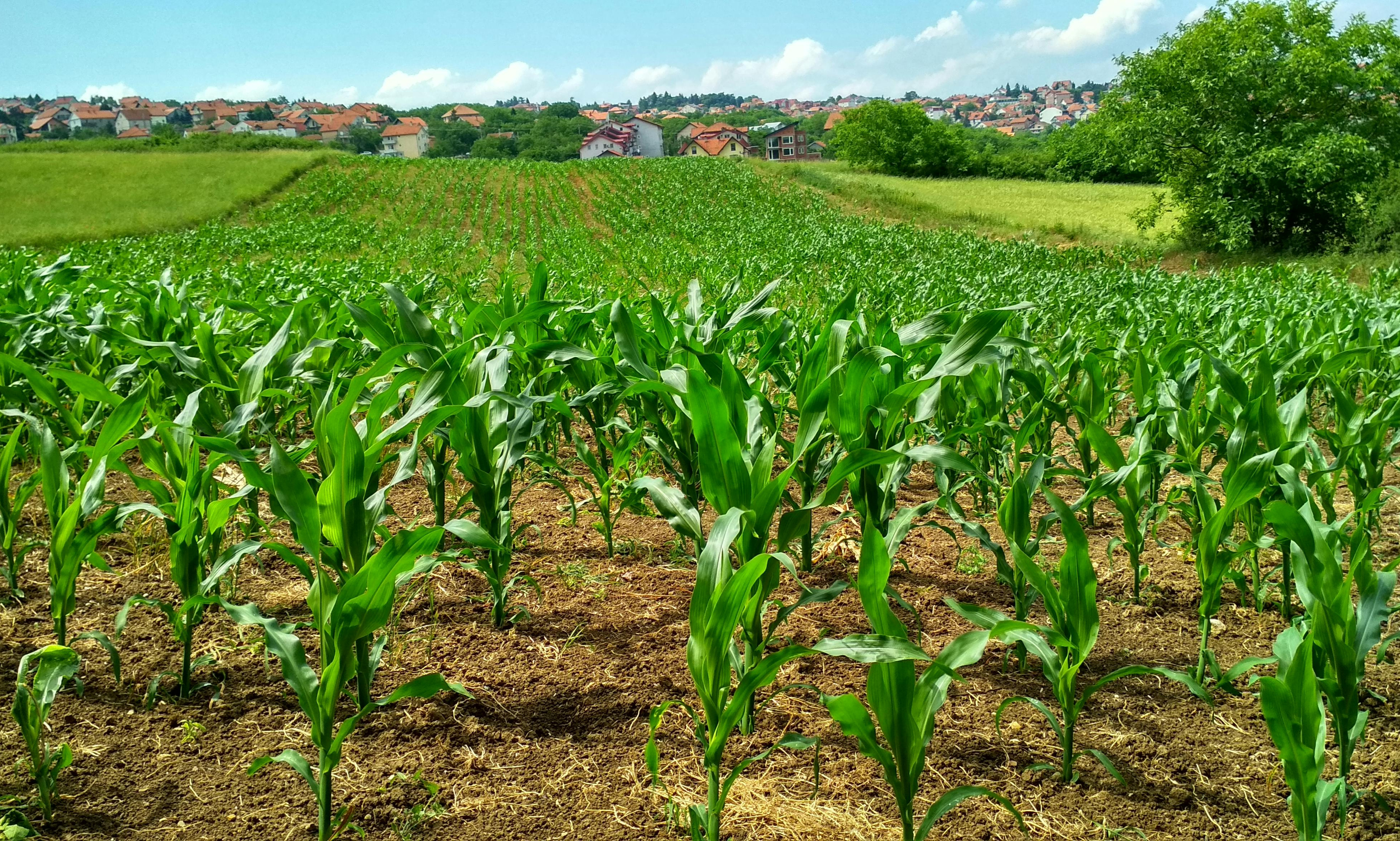 Agricultural Insurance & Risk Management